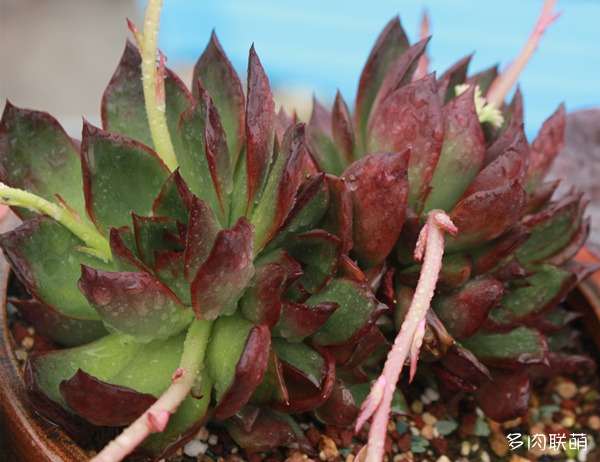 夏天多肉怎么遮阴 防晒伤的方法 图片