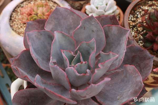 夏天多肉怎么遮阴 防晒伤的方法 图片