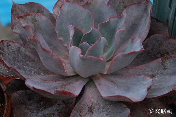 夏天多肉怎么遮阴 防晒伤的方法 图片