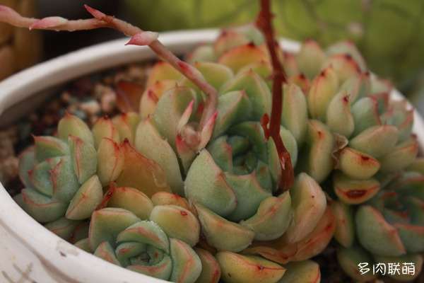 夏天多肉怎么遮阴 防晒伤的方法 图片