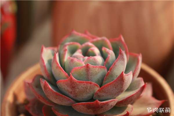 多肉植物遮阴有什么坏处 图片