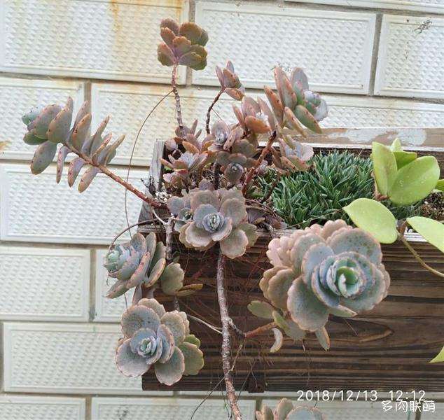多肉夏天可以露养吗 怎么样 图片