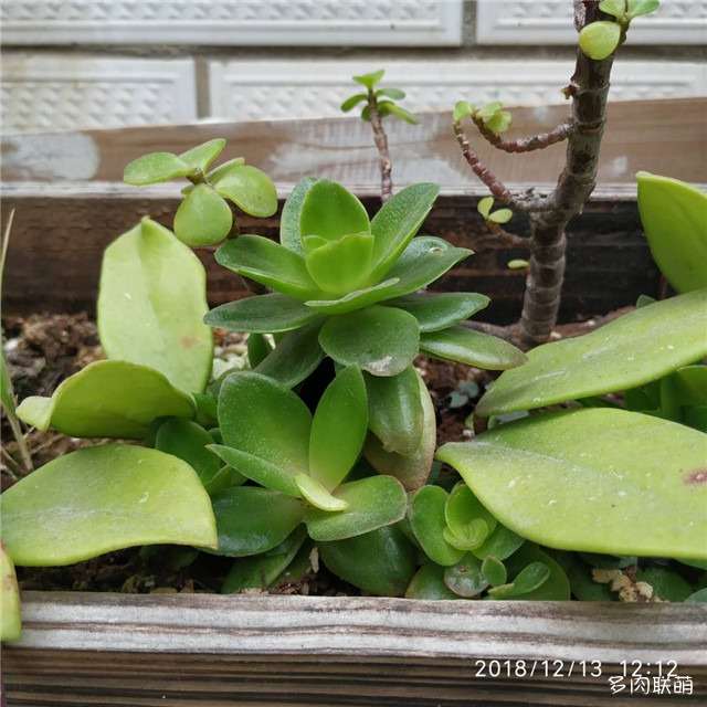 多肉夏天可以露养吗 怎么样 图片