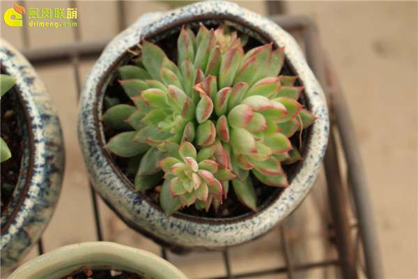 多肉夏天可以露养吗 怎么样 图片