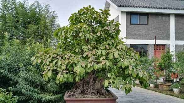 黄葛树盆景的病害有哪些 怎么防治