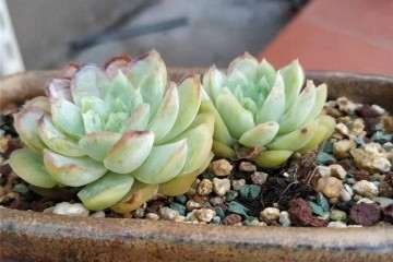 为什么秋天多肉常因这3个原因 图片