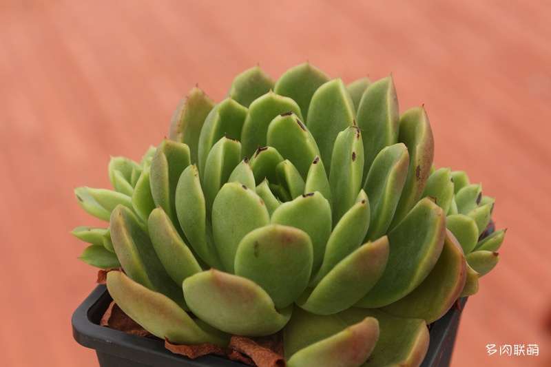 为什么多肉夏天一定要浇水 图片