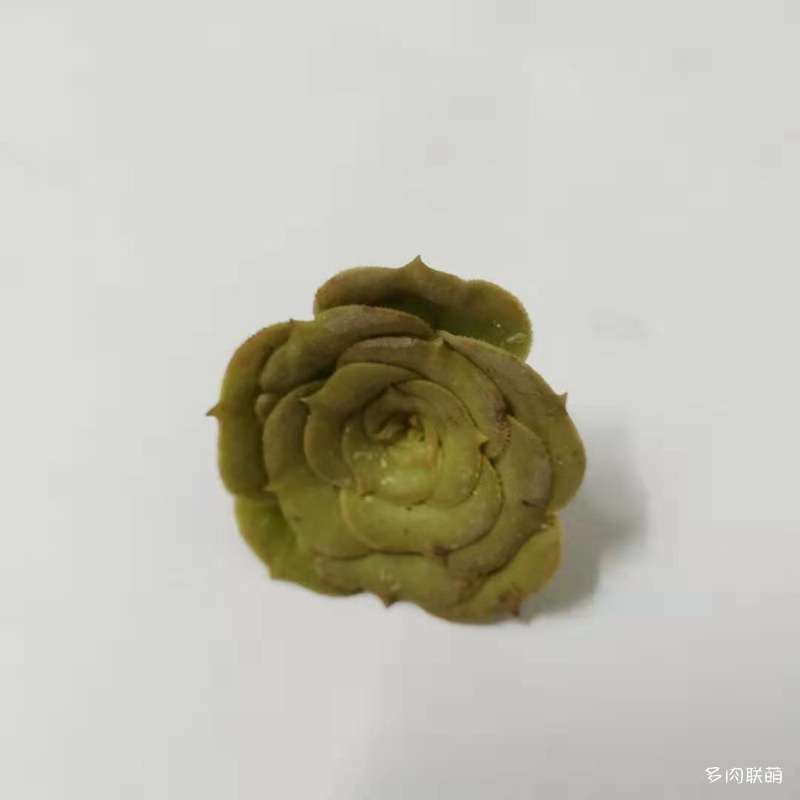 为什么多肉夏天一定要浇水 图片