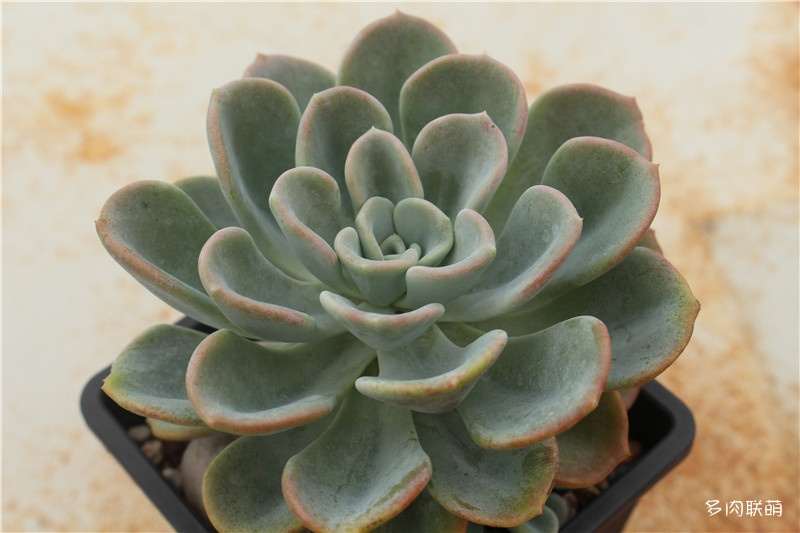 为什么多肉夏天一定要浇水 图片