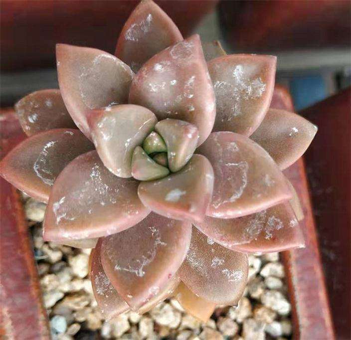 多肉植物得了白粉病 怎么办 图片