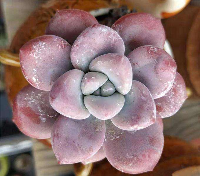 多肉植物得了白粉病 怎么办 图片