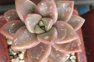 多肉植物得了白粉病 怎么办 图片