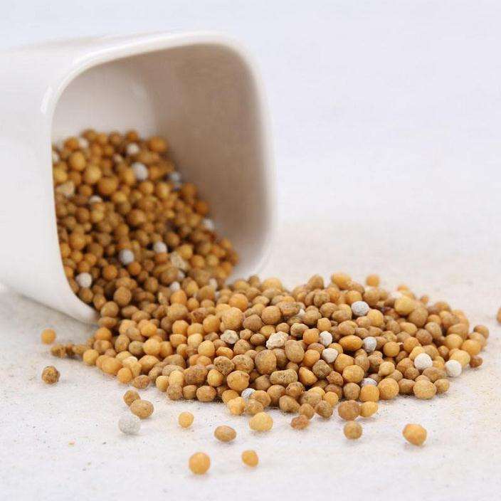 为什么多肉植物都不用缓释药 图片