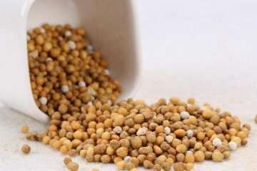 为什么多肉植物都不用缓释药 图片