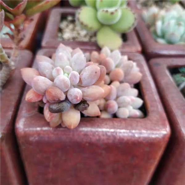 多肉植物化水掉落 怎么办 图片