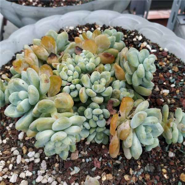 多肉植物化水掉落 怎么办 图片