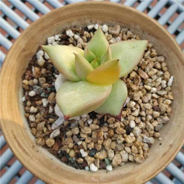 多肉植物化水掉落 怎么办 图片