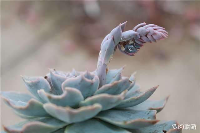 夏天多肉得虫害和真菌 怎么办 图片