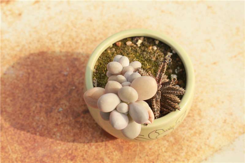 新手怎么把握好多肉浇水和控水