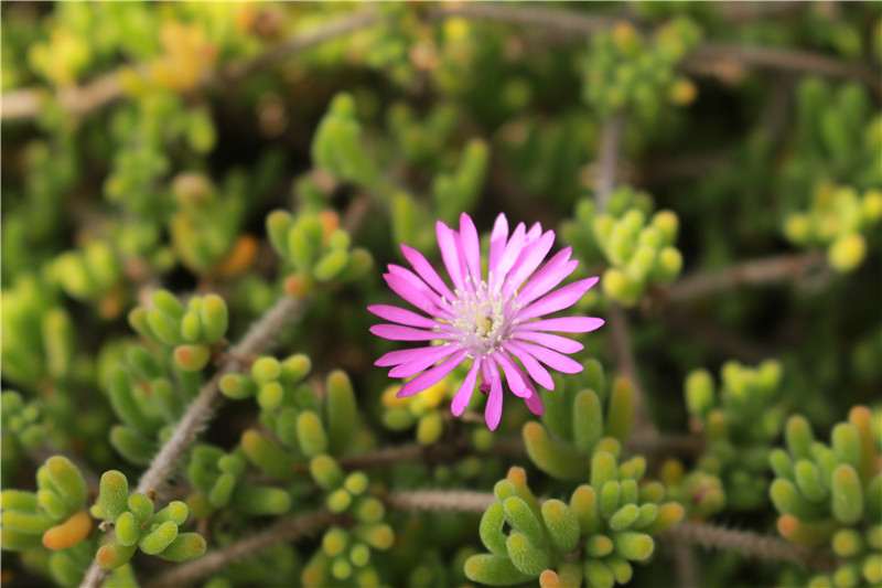 新手怎么把握好多肉浇水和控水