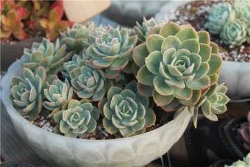 新手怎么把握好多肉浇水和控水