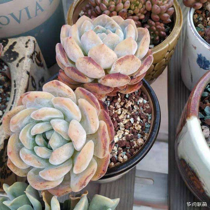 夏天多肉植物枯叶的4个原因 图片