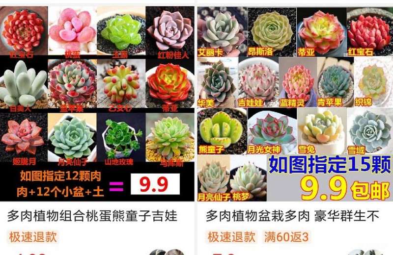 拼多多上的多肉 竟然都是宿迁货 图片