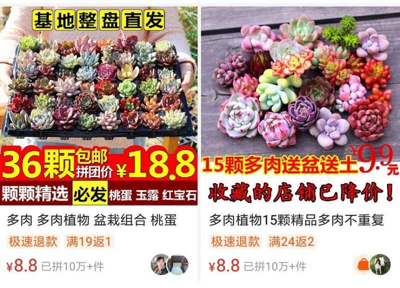 拼多多上的多肉 竟然都是宿迁货 图片
