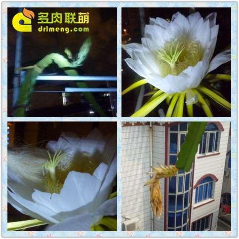 火龙果多肉怎么开花授粉的方法