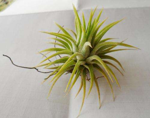 光照的不同 空气凤梨多肉分为3个品种