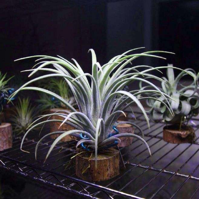 空气凤梨多肉怎么浇水修剪的方法