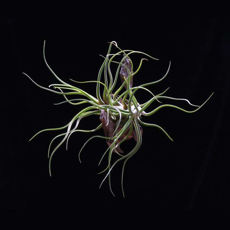 空气凤梨多肉种植的3个注意事项 图片