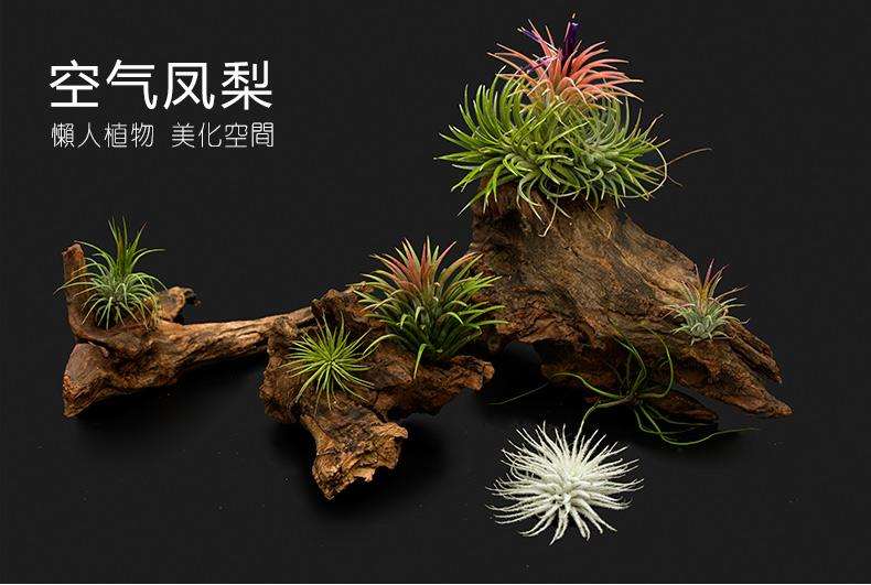 空气凤梨多肉种植的3个注意事项 图片