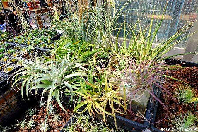 空气凤梨多肉种植的5个注意事项 图片