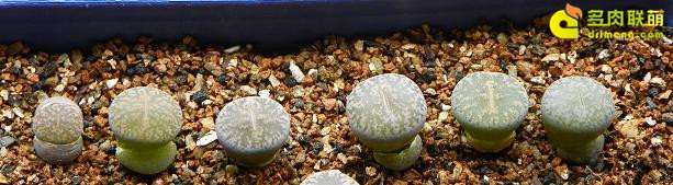 生石花多肉到底需要修根吗 图片