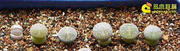 生石花多肉到底需要修根吗 图片