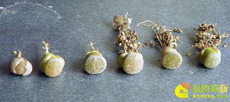 生石花多肉到底需要修根吗 图片