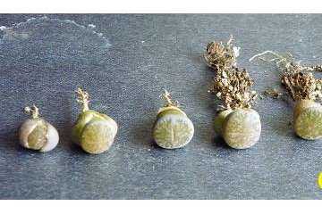 生石花多肉到底需要修根吗 图片