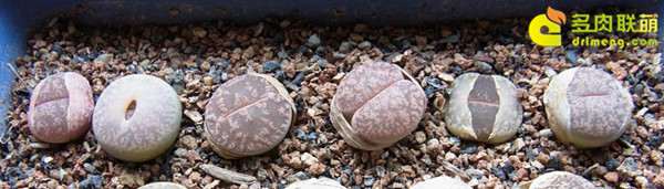 生石花多肉可以不修根 直接移盆吗