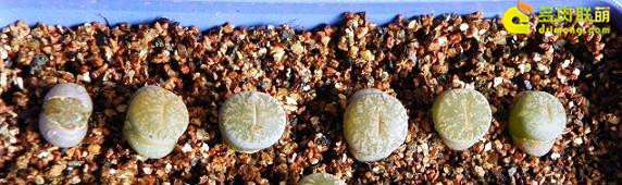 生石花多肉可以不修根 直接移盆吗