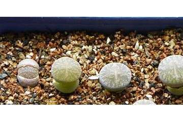 生石花多肉可以不修根 直接移盆吗