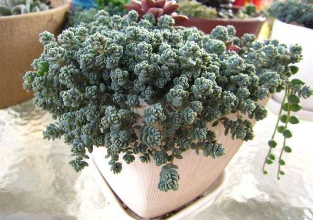 姬星美人多肉怎么光照的方法 图片