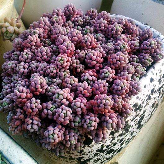 姬星美人多肉怎么变肥的方法 图片