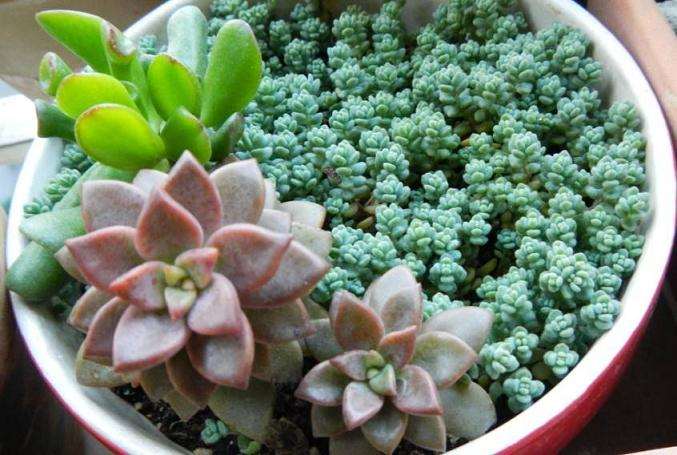 姬星美人多肉怎么施肥的方法 图片