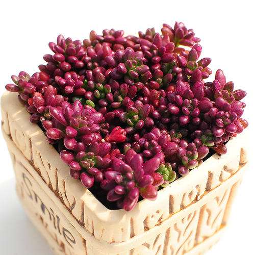 紫米粒多肉怎么养成的日记 图片