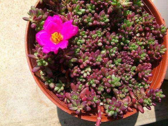 紫米粒多肉怎么养成的日记 图片
