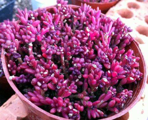 紫米粒多肉怎么养成的日记 图片