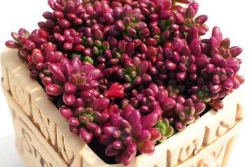 紫米粒多肉怎么养成的日记 图片