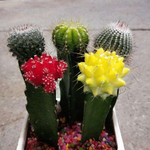 怎么选购仙人球多肉的4个方法 图片