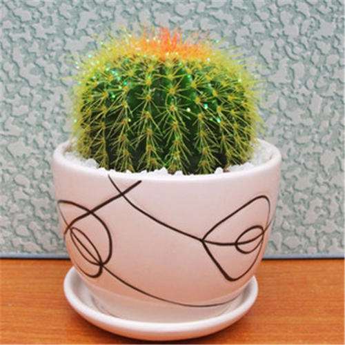 怎么选购仙人球多肉的4个方法 图片